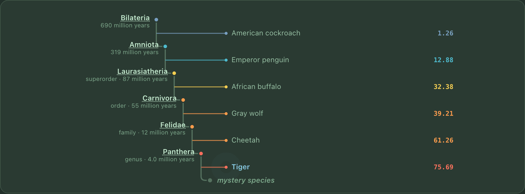 A cladogram whose trunk steps inward through Bilateria, Amniota, Laurasiatheria, Carnivora, Felidae and Panthera, with the mystery species waiting just past the deepest branch.
